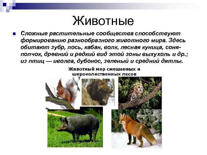 Животные n Сложные растительные сообщества способствуют формированию разнообразного животного мира. Здесь обитают зубр, лось,