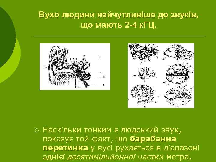 Вухо людини найчутливіше до звуків, що мають 2 -4 к. ГЦ. ¡ Наскільки тонким