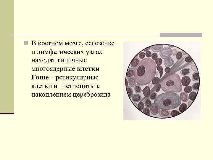 Лимфатическая ткань