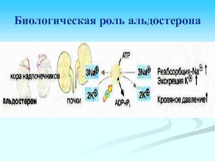 Биологическая роль альдостерона 