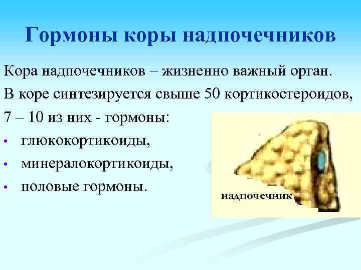 Гормоны коры надпочечников Кора надпочечников – жизненно важный орган. В коре синтезируется свыше 50