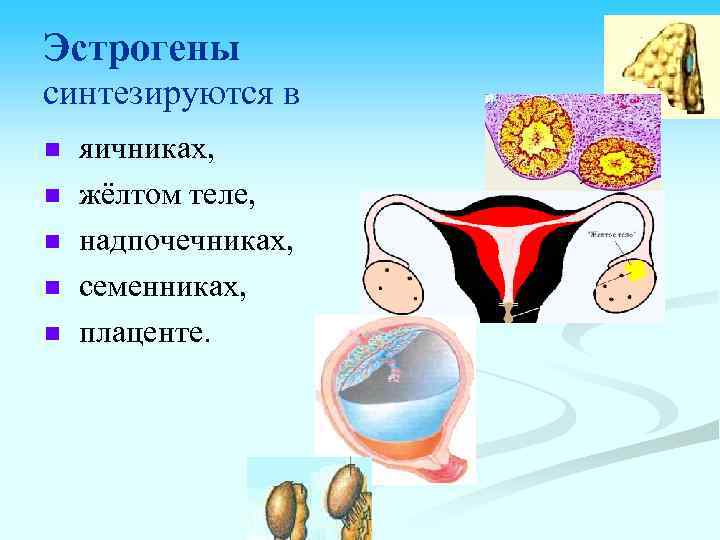 Эстрогены синтезируются в n n n яичниках, жёлтом теле, надпочечниках, семенниках, плаценте. 