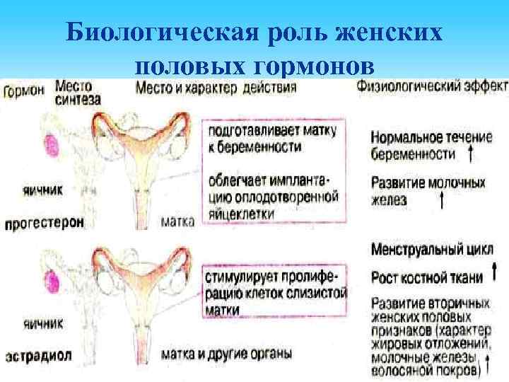 Биологическая роль женских половых гормонов 