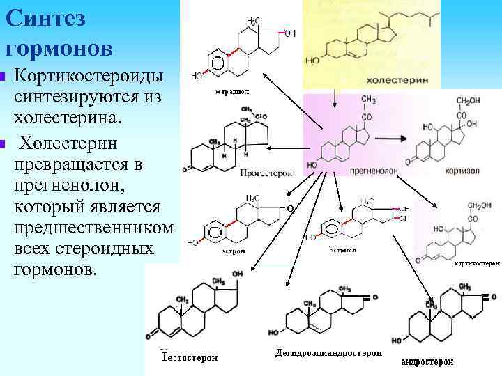 Синтез гормонов n n Кортикостероиды синтезируются из холестерина. Холестерин превращается в прегненолон, который является