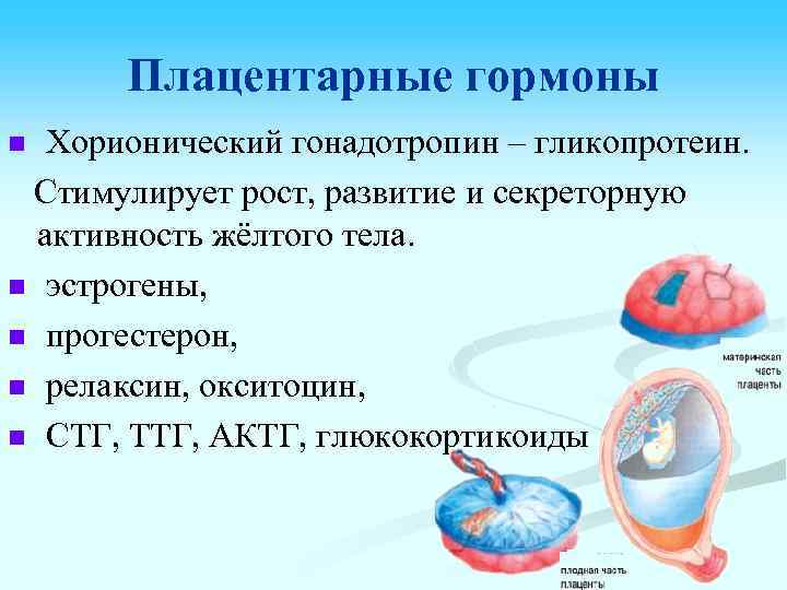 Плацентарные гормоны Хорионический гонадотропин – гликопротеин. Стимулирует рост, развитие и секреторную активность жёлтого тела.