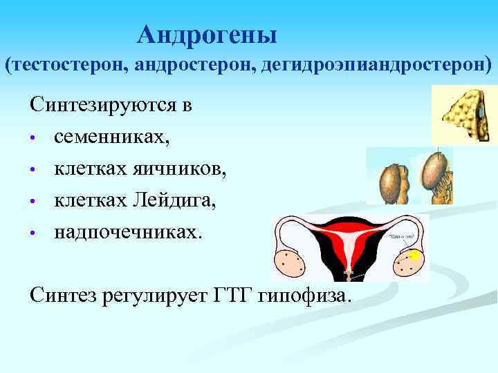 Андрогены (тестостерон, андростерон, дегидроэпиандростерон) Синтезируются в • семенниках, • клетках яичников, • клетках Лейдига,