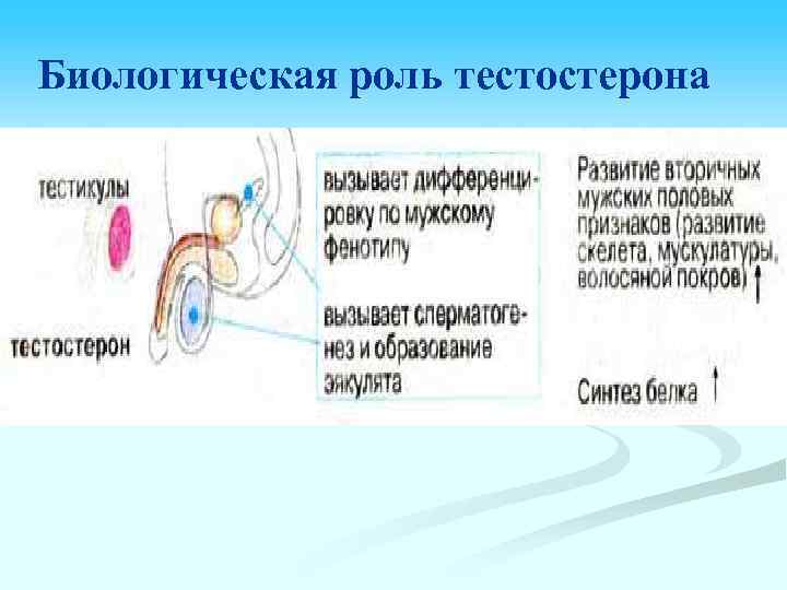 Биологическая роль тестостерона 