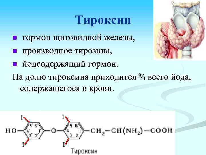 Тироксин гормон щитовидной железы, n производное тирозина, n йодсодержащий гормон. На долю тироксина приходится