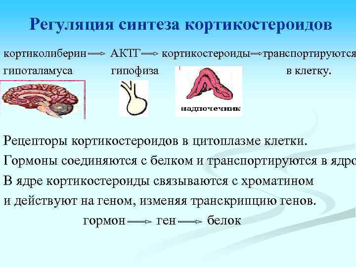 Регуляция синтеза кортикостероидов кортиколиберин гипоталамуса АКТГ кортикостероиды транспортируются гипофиза в клетку. Рецепторы кортикостероидов в