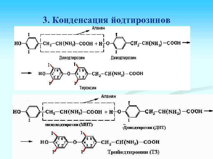 3. Конденсация йодтирозинов 