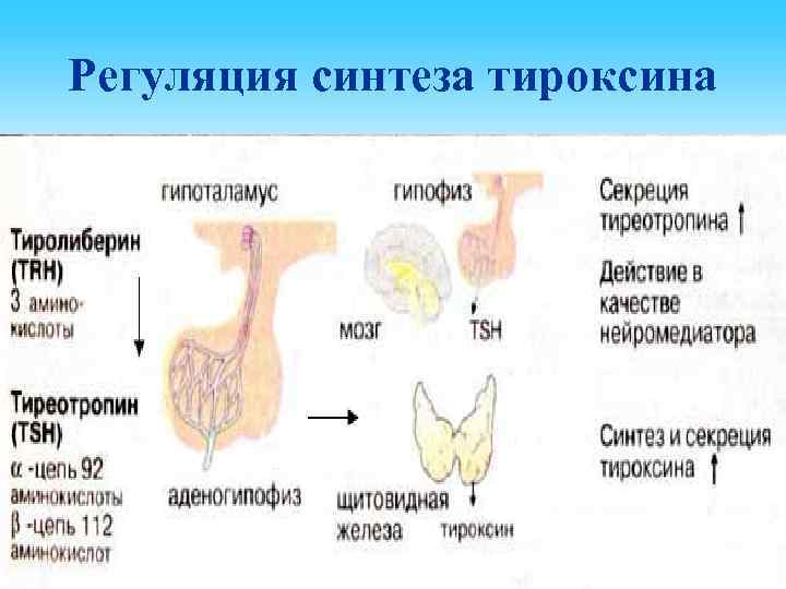 Регуляция синтеза тироксина 