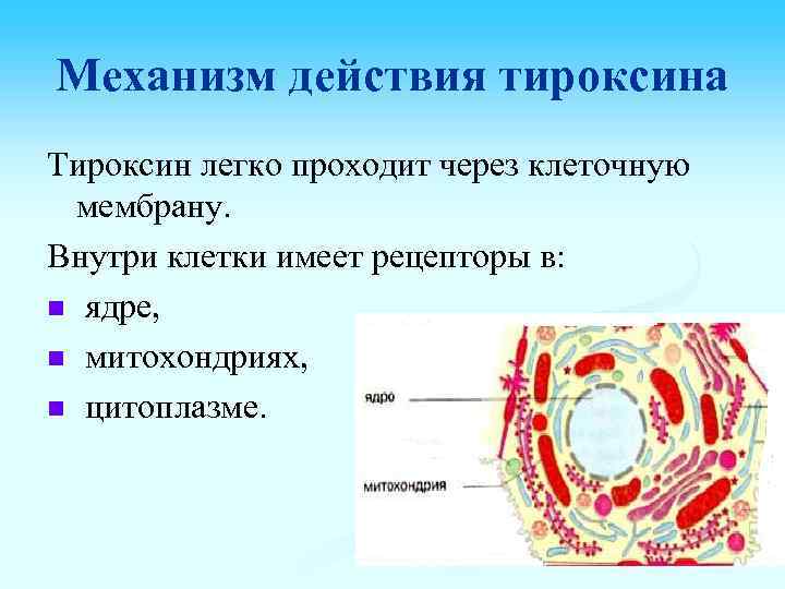 Механизм действия тироксина Тироксин легко проходит через клеточную мембрану. Внутри клетки имеет рецепторы в: