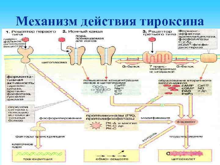 Механизм действия тироксина 