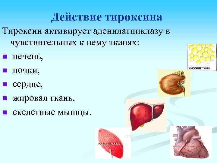 Действие тироксина Тироксин активирует аденилатциклазу в чувствительных к нему тканях: n печень, n почки,