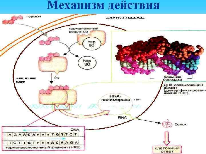Механизм действия 