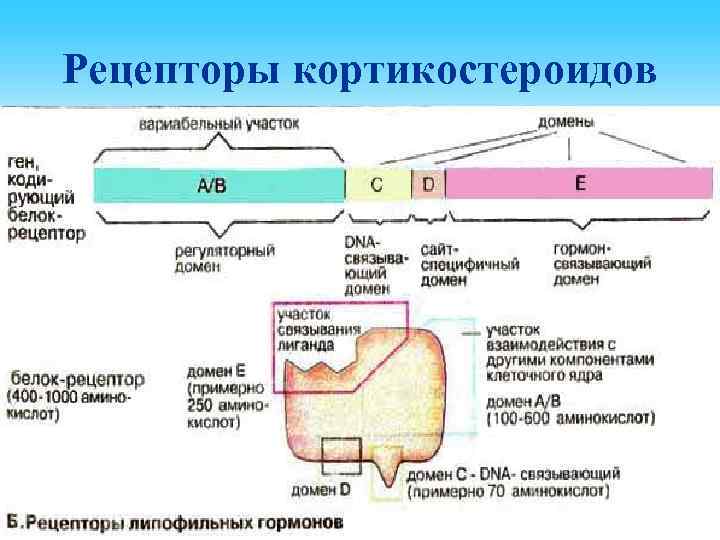 Рецепторы кортикостероидов 