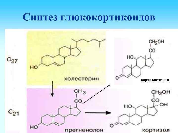 Синтез глюкокортикоидов 