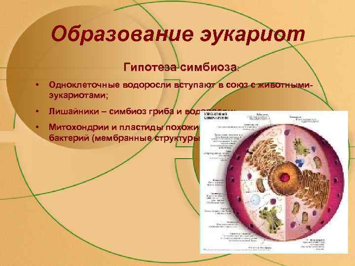 Образование эукариот Гипотеза симбиоза: • Одноклеточные водоросли вступают в союз с животнымиэукариотами; • Лишайники