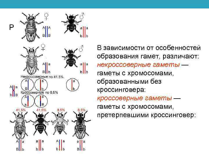 Кроссинговер егэ биология