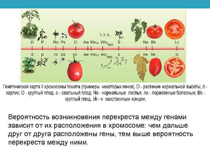 Что показывает генетическая карта