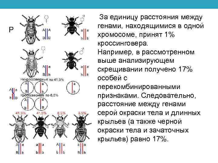 Рассмотрите рисунок на котором изображен механизм передачи хромосом