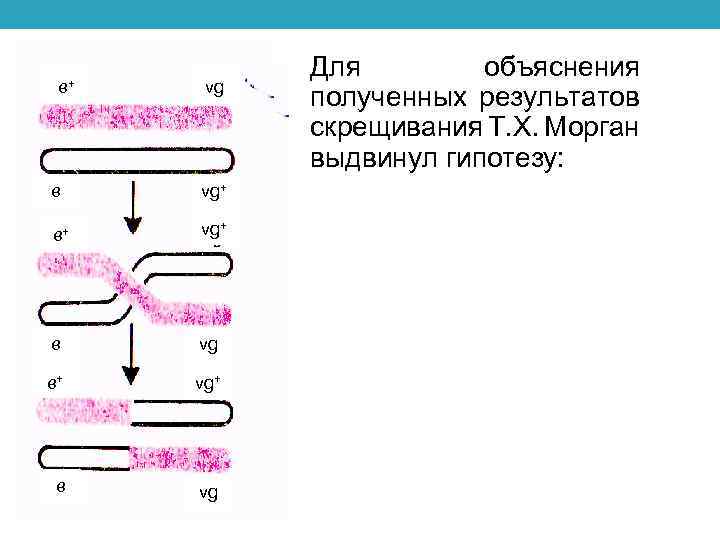 Эффект кроссинговера. Молекулярный механизм кроссинговера. Модель кроссинговера. Модель Мезельсона-Рэддинга.