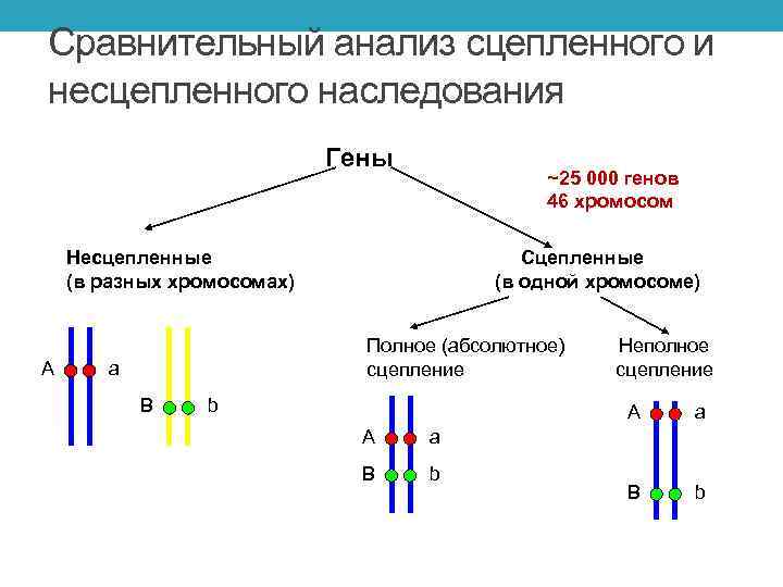 Аллельные гены расположены в одной хромосоме. Сцепленное наследование схема скрещивания. Сцепленное наследование генов схема. Схема неполного сцепленного наследования. Сцепленное наследование признаков генетика.