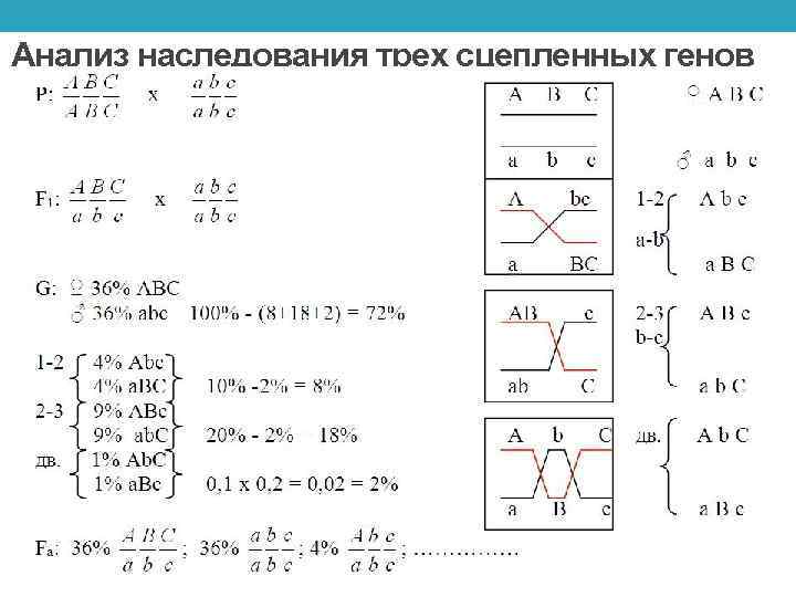 Анализ наследования трех сцепленных генов 