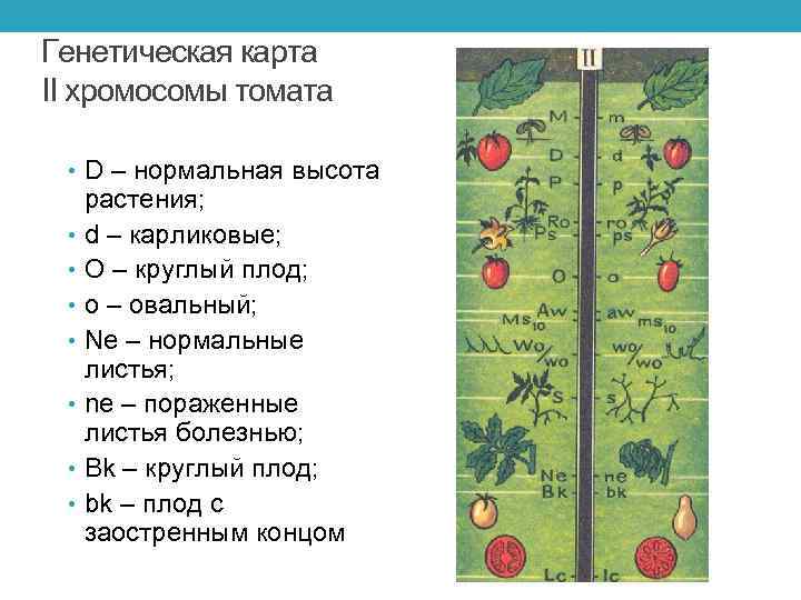 Генетические карты хромосом презентация