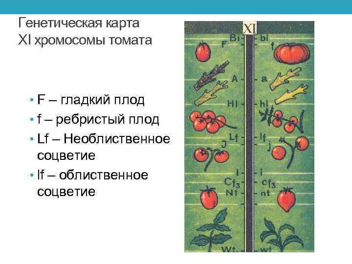 Генетическая карта ХI хромосомы томата • F – гладкий плод • f – ребристый