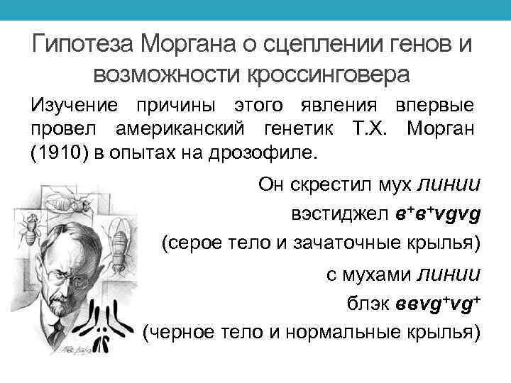 Гипотеза Моргана о сцеплении генов и возможности кроссинговера Изучение причины этого явления впервые провел