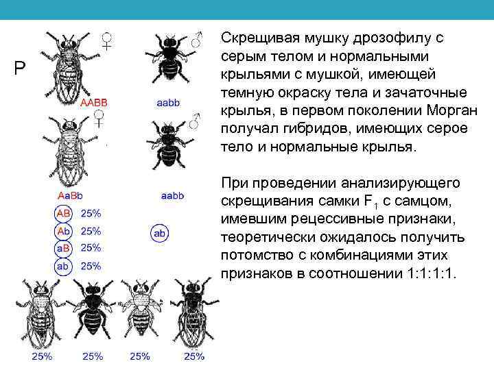 При скрещивании дрозофилы с серым телом. Мушки дрозофилы сцепленное наследование. Сцепленное наследование опыт с мушкой дрозофилы. Схема наследования мушки дрозофилы. Мухи дрозофилы сцепленное.