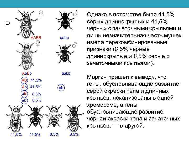 Однако в потомстве было 41, 5% серых длиннокрылых и 41, 5% черных с зачаточными