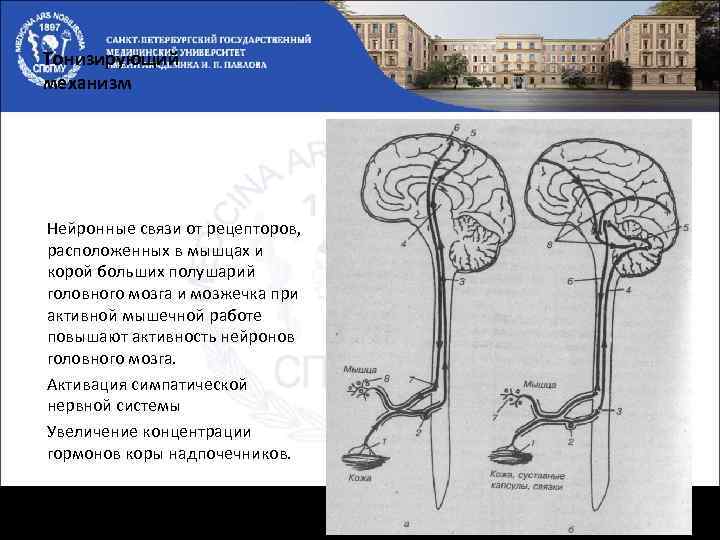 Тонизирующий механизм Нейронные связи от рецепторов, расположенных в мышцах и корой больших полушарий головного