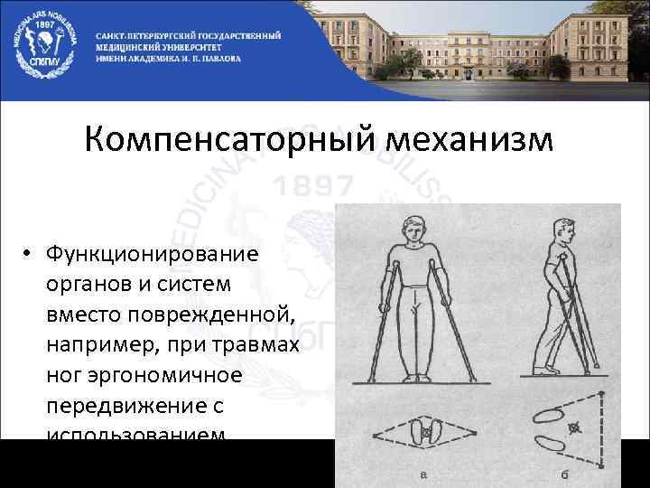 Компенсаторный механизм • Функционирование органов и систем вместо поврежденной, например, при травмах ног эргономичное