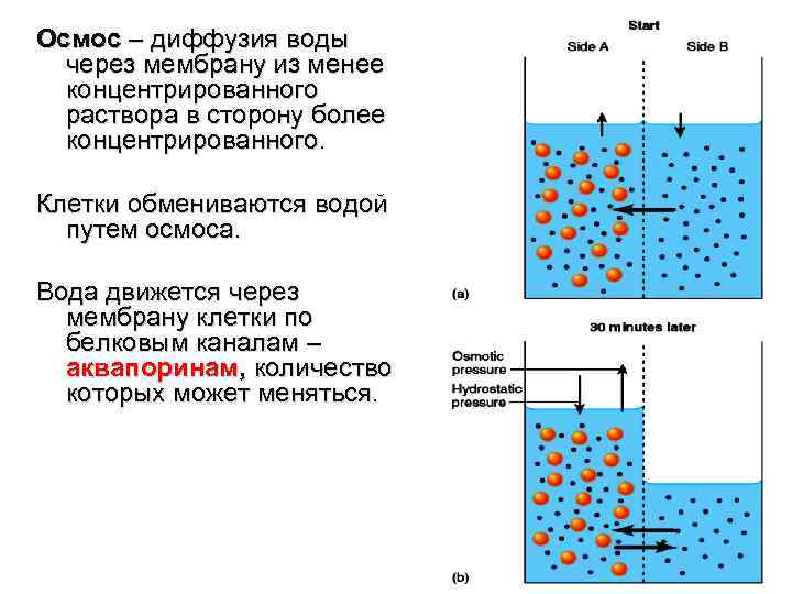 Осмос – диффузия воды через мембрану из менее концентрированного раствора в сторону более концентрированного.
