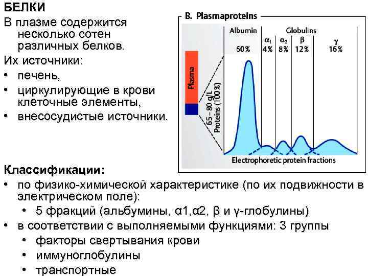 БЕЛКИ В плазме содержится несколько сотен различных белков. Их источники: • печень, • циркулирующие