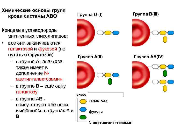 Химические основы групп крови системы АВО Группа О (I) Концевые углеводороды антигенных гликолипидов: •