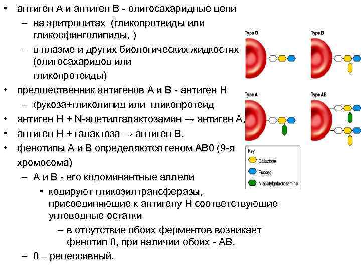  • антиген A и антиген B - олигосахаридные цепи – на эритроцитах (гликопротеиды