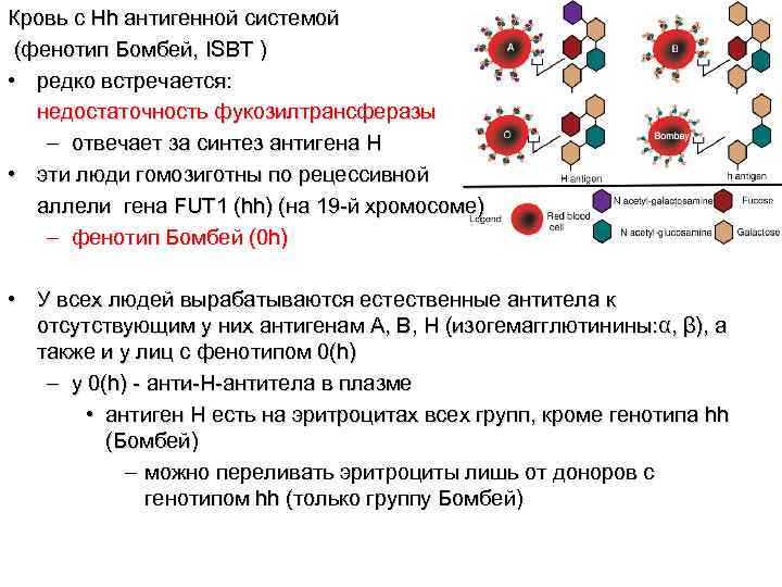 Кровь с Hh антигенной системой (фенотип Бомбей, ISBT ) • редко встречается: недостаточность фукозилтрансферазы