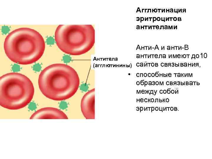 Агглютинация эритроцитов антителами Анти-А и анти-В антитела имеют до 10 Антитела (агглютинины) сайтов связывания,