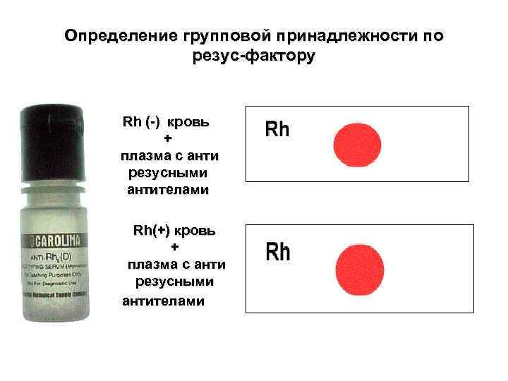 Определение групповой принадлежности по резус-фактору Rh (-) кровь + плазма с анти резусными антителами