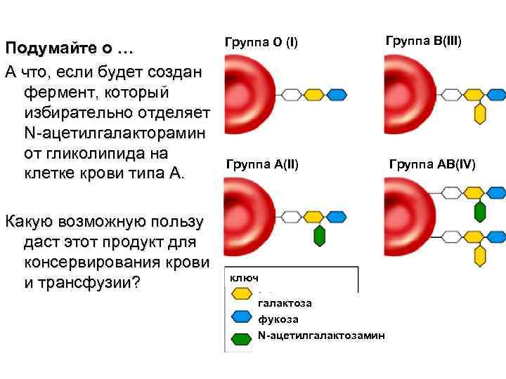 Подумайте о … А что, если будет создан фермент, который избирательно отделяет N-ацетилгалактоpамин от