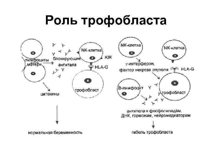 Иммунология беременности презентация