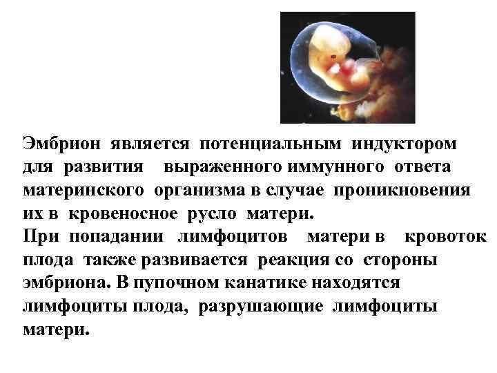 Эмбрион является потенциальным индуктором для развития выраженного иммунного ответа материнского организма в случае проникновения