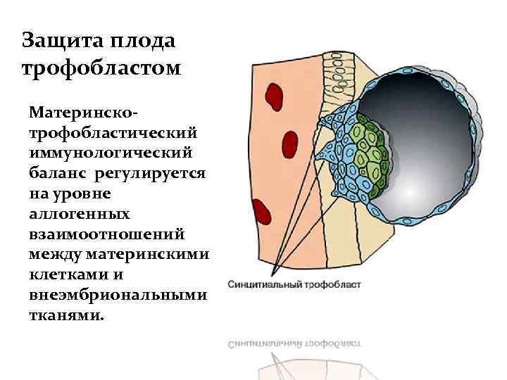 Иммунология беременности презентация