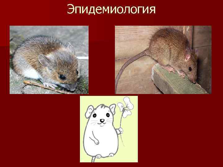 Эпидемиология 