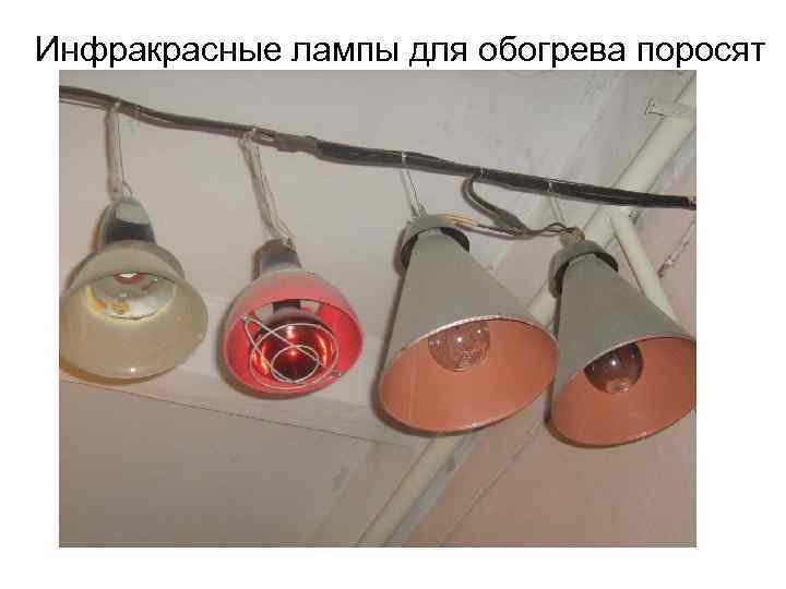 Инфракрасные лампы для обогрева поросят 