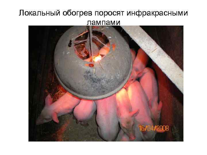 Локальный обогрев поросят инфракрасными лампами 