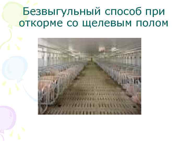 Безвыгульный способ при откорме со щелевым полом 
